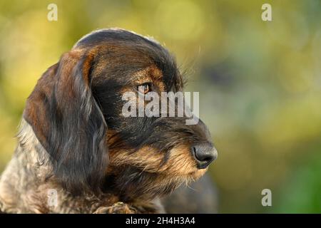 Dachshund (Canis lupus familiaris), cucciolo, maschio, 5 mesi, ritratto, Baden-Wuerttemberg, Germania Foto Stock