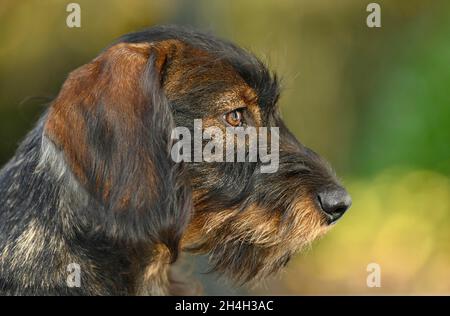 Dachshund (Canis lupus familiaris), cucciolo, maschio, 5 mesi, ritratto, Baden-Wuerttemberg, Germania Foto Stock