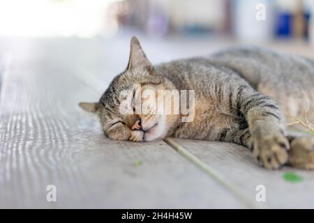 Un gatto grigio divertente ubriaco sta dormendo dopo aver preso una radice di foglia di copperleaf indiana (catnip) sul pavimento di legno. Foto Stock