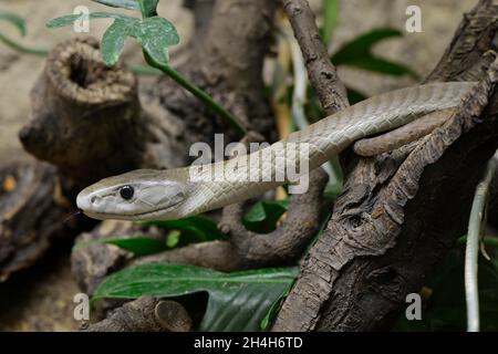 mamba nero (Dendroaspis polilepis), serpente velenoso, capitve, avvenimento in Africa Foto Stock