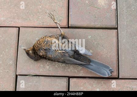 Morto Blackbird (Turdus merula) Jungvogel, bassa Sassonia, Germania Foto Stock