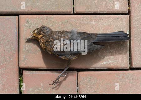 Morto Blackbird (Turdus merula) Jungvogel, bassa Sassonia, Germania Foto Stock