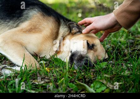 la mano di un uomo batte un cane malato sdraiato. Foto Stock