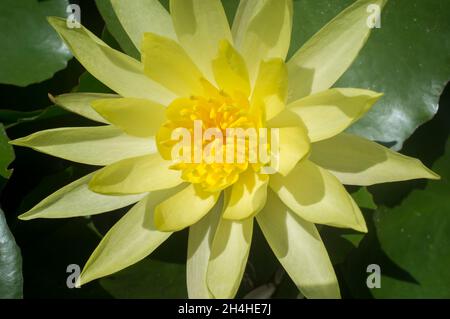 Giglio messicano o Nymphaea mexicana. Specie invasiva problematica. Primo piano Foto Stock