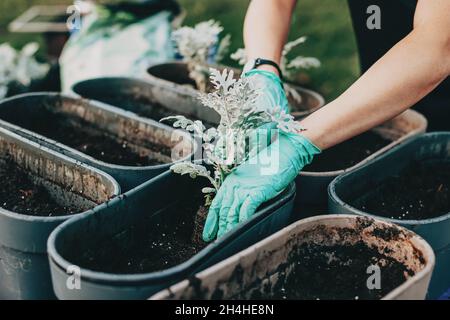 Primo piano ritratto delle mani della donna che piantano in terracotta fiore pentola all'aperto. Reimpianto, mettendo piante in vasi di contenitore grigi Foto Stock