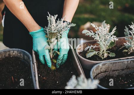 Le mani della donna che piantano in terracotta fiore pentola sul tavolo in giardino. Concetto og giardinaggio Foto Stock