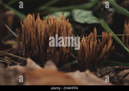 Ramaria Botrytis fungo (noto anche come corallo raggruppato, il corallo cavolfiore). Funghi commestibili. Foto Stock