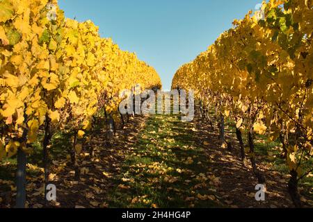 Ombre su un percorso tra due file di viti in un vigneto con foglie gialle in un giorno di autunno ad Alzey, Germania. Foto Stock