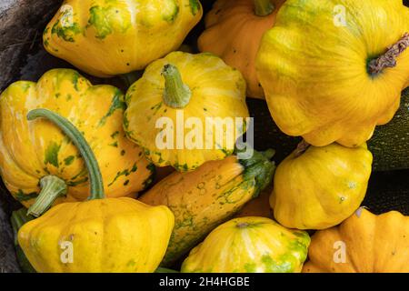 zucchine rotonde gialle al mercato agricolo o giardino, raccolta di verdure fresche, vista dall'alto Foto Stock