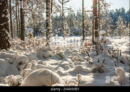 La pianta germogli da sotto la neve. Nella foresta invernale, la primavera sta gradualmente arrivando. Piante germoglianti formano sfere whimsical sul terreno. Foto Stock