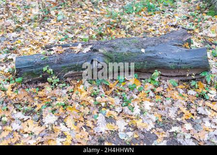 Un vecchio log nella foresta. Un vecchio ceppo annerito si trova tra il fogliame giallo. Foto Stock