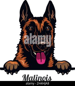 Belgian Malinois - Color Peeking Dogs - testa di razza isolata su bianco - vettore stock Illustrazione Vettoriale