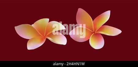 Set di illustrazione di fiore di plumeria o fiore di frangipani isolato. Immagine vettoriale clip art Plumeria. Immagine vettoriale Frangipani clip art. Illustrazione Vettoriale