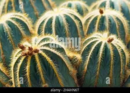 Parodia magnifivica, cactus. Primo piano della pianta plickly. Sfondo cactus verde. Foto Stock