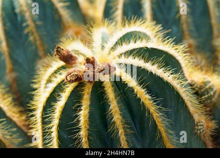Parodia magnifivica, cactus. Primo piano della pianta plickly. Sfondo cactus verde. Foto Stock