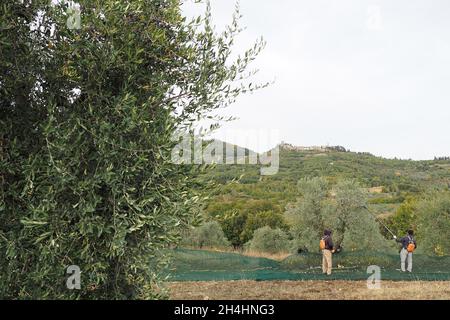 Italia, Regione Toscana, Civitella in Val di Chiana (Arezzo), 25 ottobre 2021 : la vendemmia delle olive, la vendemmia è stata penalizzata da fattori meteorologici avversi. Foto Stock