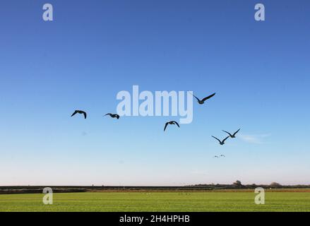 Oche volanti in un paesaggio rurale. Cielo blu e erba verde. Foto Stock