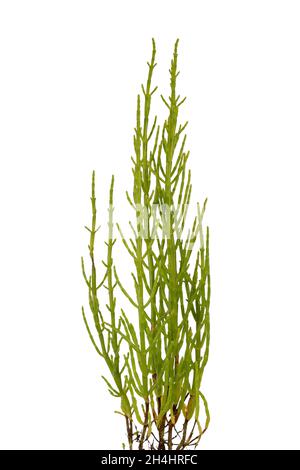 Fresca samphire palude costiera con piante vivaci gli steli verdi e un croccante di gusto salato isolato su uno sfondo bianco Foto Stock