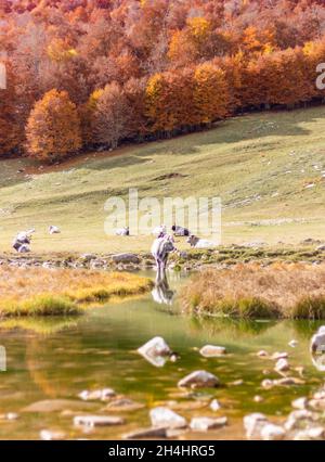 Immerso nel meraviglioso Parco Nazionale d'Abruzzo, Lazio e Molise, il Lago vivo è uno dei luoghi più spettacolari dell'Appennino Foto Stock