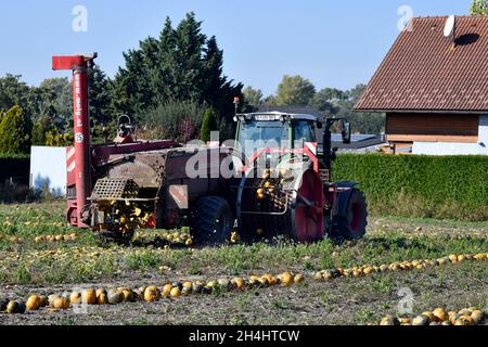 Reisenberg, Austria - 20 ottobre 2021: Coltivatore non identificato su trattore, macchina raccolta di zucche, i cui noccioli sono utilizzati per un olio speciale k Foto Stock