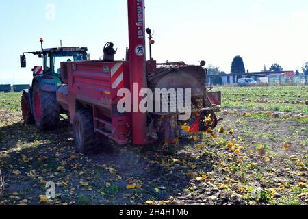 Reisenberg, Austria - 20 ottobre 2021: Coltivatore non identificato su trattore, macchina raccolta di zucche, i cui noccioli sono utilizzati per un olio speciale k Foto Stock