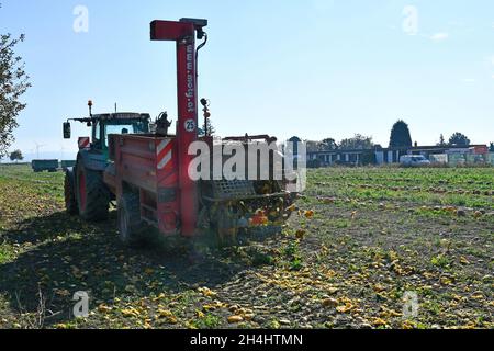 Reisenberg, Austria - 20 ottobre 2021: Coltivatore non identificato su trattore, macchina raccolta di zucche, i cui noccioli sono utilizzati per un olio speciale k Foto Stock