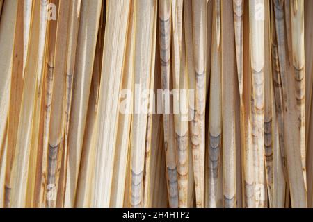 Dettagli del giglio di palma, Yucca rostrata. Piante sfondo. Foto Stock