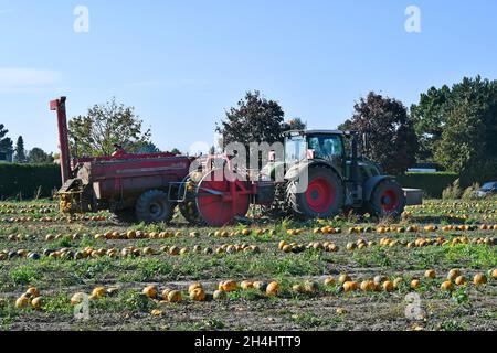 Reisenberg, Austria - 20 ottobre 2021: Coltivatore non identificato su trattore, macchina raccolta di zucche, i cui noccioli sono utilizzati per un olio speciale k Foto Stock