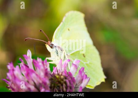 Farfalla di brimstone su un fiore di trifoglio. Insetto close up. Farfalla gialla in ambiente naturale. Gonepteryx rhamni Foto Stock