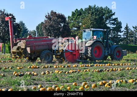 Reisenberg, Austria - 20 ottobre 2021: Coltivatore non identificato su trattore, macchina raccolta di zucche, i cui noccioli sono utilizzati per un olio speciale k Foto Stock