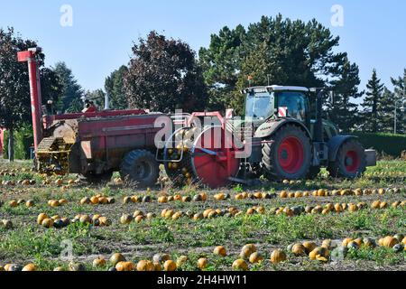 Reisenberg, Austria - 20 ottobre 2021: Coltivatore non identificato su trattore, macchina raccolta di zucche, i cui noccioli sono utilizzati per un olio speciale k Foto Stock