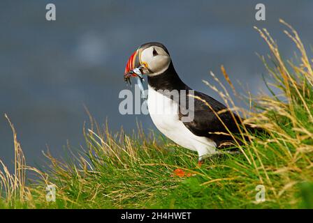 Islande, falaise de Vik, macareux moine (fratercola arctica) // Islanda, colonie di puffini nidificano nelle scogliere di Vick Foto Stock