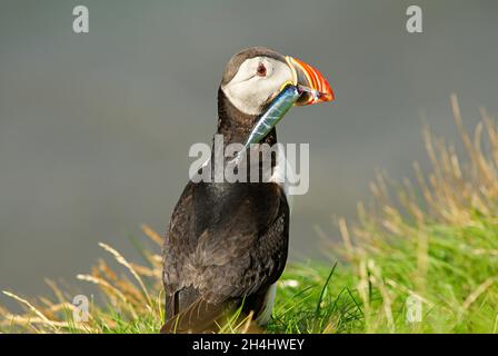 Islande, falaise de Vik, macareux moine (fratercola arctica) // Islanda, colonie di puffini nidificano nelle scogliere di Vick Foto Stock