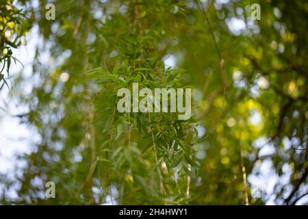 Grüne, herabhängende Blätter der Trauerweide, Salix sepulcralis Chrysocoma, in einem Garten in NRW, Germania Foto Stock