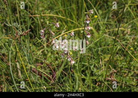 Specie orchidee selvatiche Epipactis palustris, l'elleborina di palude nel Parco Nazionale Tara nella Serbia occidentale Foto Stock