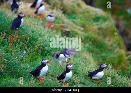 Islande, falaise de Vik, macareux moine (fratercola arctica) // Islanda, colonie di puffini nidificano nelle scogliere di Vick Foto Stock