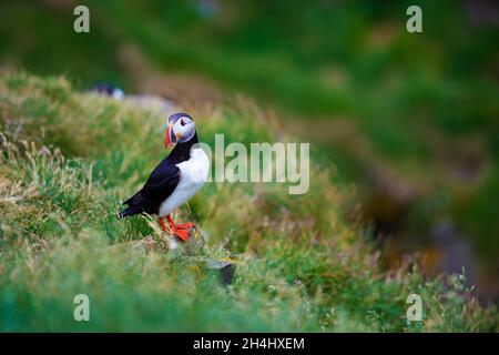 Islande, falaise de Vik, macareux moine (fratercola arctica) // Islanda, colonie di puffini nidificano nelle scogliere di Vick Foto Stock