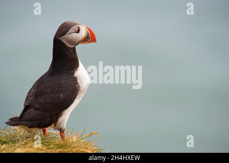 Islande, falaise de Vik, macareux moine (fratercola arctica) // Islanda, colonie di puffini nidificano nelle scogliere di Vick Foto Stock