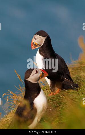 Islande, falaise de Vik, macareux moine (fratercola arctica) // Islanda, colonie di puffini nidificano nelle scogliere di Vick Foto Stock