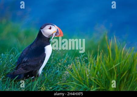 Islande, falaise de Vik, macareux moine (fratercola arctica) // Islanda, colonie di puffini nidificano nelle scogliere di Vick Foto Stock