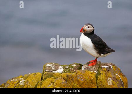 Islande, falaise de Vik, macareux moine (fratercola arctica) // Islanda, colonie di puffini nidificano nelle scogliere di Vick Foto Stock