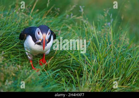 Islande, falaise de Vik, macareux moine (fratercola arctica) // Islanda, colonie di puffini nidificano nelle scogliere di Vick Foto Stock