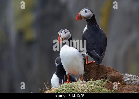 Islande, falaise de Vik, macareux moine (fratercola arctica) // Islanda, colonie di puffini nidificano nelle scogliere di Vick Foto Stock