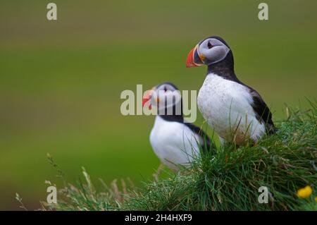 Islande, falaise de Vik, macareux moine (fratercola arctica) // Islanda, colonie di puffini nidificano nelle scogliere di Vick Foto Stock