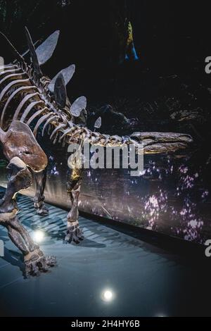 LEIDEN, PAESI BASSI - 13 agosto 2021: Un colpo verticale di uno scheletro di dinosauro nel Museo di Storia Naturale Foto Stock