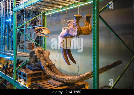 LEIDEN, OLANDA - 13 agosto 2021: Un primo piano di uno scheletro di corna da bere. Museo di Storia Naturale, Leiden, Paesi Bassi Foto Stock