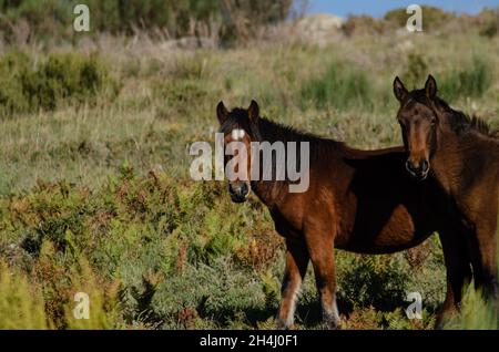 Due cavalli selvatici nel Parco Nazionale Peneda-Geres, l'unico parco nazionale del Portogallo. Foto Stock