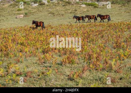 Due cavalli selvatici nel Parco Nazionale Peneda-Geres, l'unico parco nazionale del Portogallo. Foto Stock