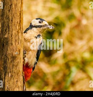 Great Spoted Woodpecker on Look out in Cotswold Garden Foto Stock