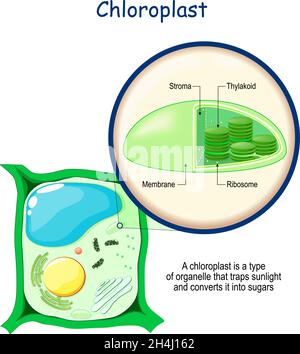 Сhloroplast anatomia. Struttura di una cellula vegetale. Sezione trasversale di organelli che conducono la fotosintesi in una foglia. Primo piano di cloroplasto. Vettore Illustrazione Vettoriale